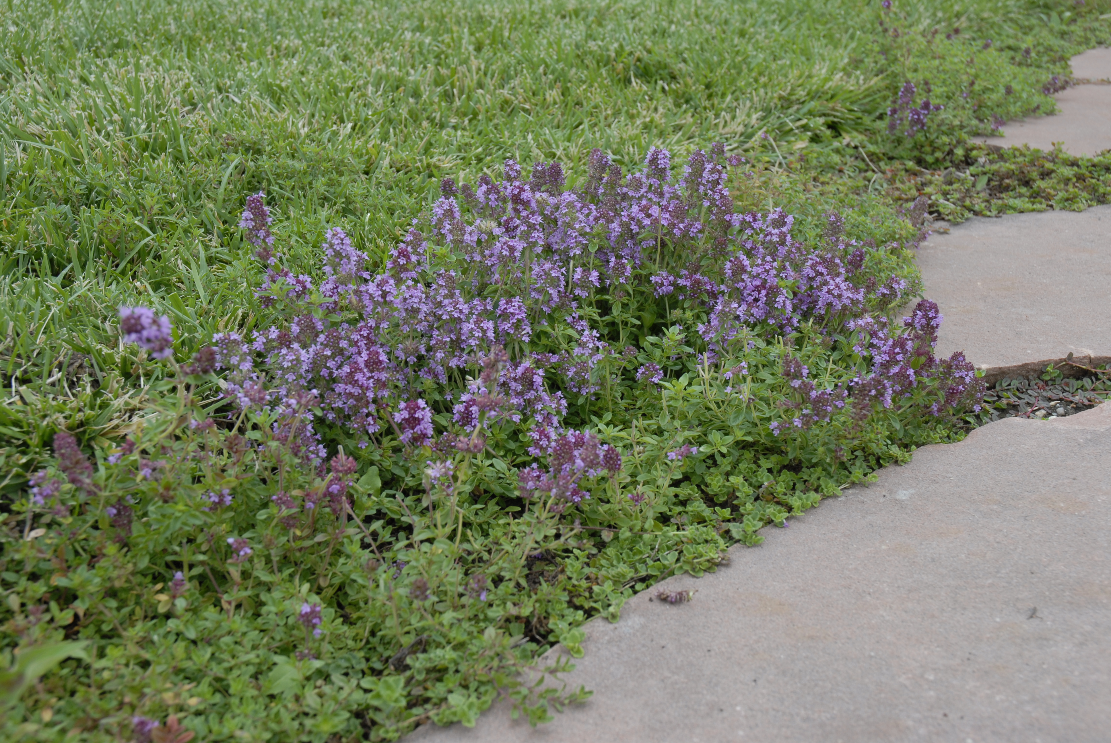 Reiter Creeping Thyme